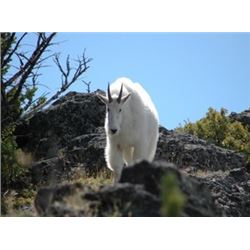 Montana - Governor’s Goat Tag – Mountain Goat