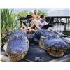 Image 2 : Louisiana - Trophy Alligator Hunt for 1 hunter and 1 observer