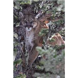 Montana - Mountain Lion Hunt
