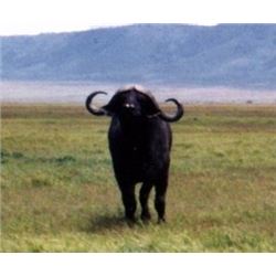 Makhulu Safaris – choice of Buffalo Cow, Golden Wildebeest, Springbuck Grand Slam or Blesbuck Grand 