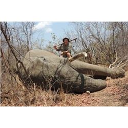 Zimbabwe - Mokore Safaris – Tuskless Cow Elephant