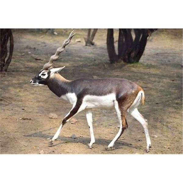 Argentina Catena Safaris 2 hunters 2 blackbucks