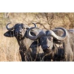 Matwetwe Safaries 7-Day South African Buffalo Hunt