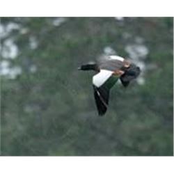 Cardrona Outfitters  Simon Hawkins  Bird Hunt