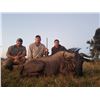 Image 1 : Three Animal Trophy hunt for 1 hunter  in South Africa.  Chris du Plooy Safaris
