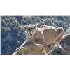 Image 3 : Arizona Commission Mountain Lion Hunt