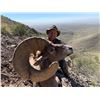 Image 1 : La Palmosa Mexico Desert Bighorn Sheep