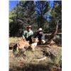 Image 6 : Arizona mountain lion hunt with hounds