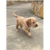 Image 1 : 8 Week Old Female Yellow Labrador Puppy