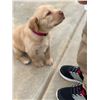 Image 2 : 8 Week Old Female Yellow Labrador Puppy