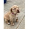 Image 3 : 8 Week Old Female Yellow Labrador Puppy