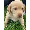 Image 4 : 8 Week Old Female Yellow Labrador Puppy