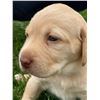 Image 5 : 8 Week Old Female Yellow Labrador Puppy