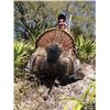 Image 1 : Florida Osceola Turkey Hunt