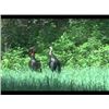 Image 3 : Illinois Youth Archery Whitetail Hunt