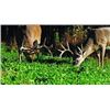 Image 8 : Illinois Youth Archery Whitetail Hunt