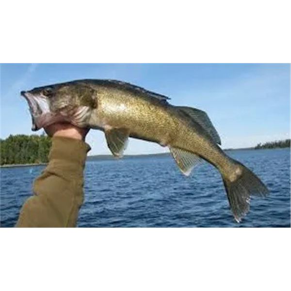 South Dakota Dove Hunting/Walleye Fishing Combo