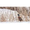 Image 4 : South Dakota Dove Hunting/Walleye Fishing Combo