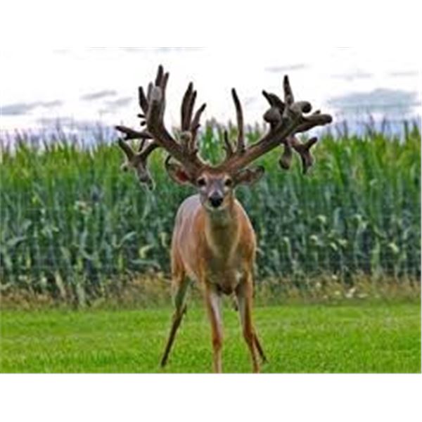 Indiana Trophy Whitetail Hunt