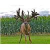 Image 1 : Indiana Trophy Whitetail Hunt