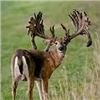 Image 3 : Indiana Trophy Whitetail Hunt