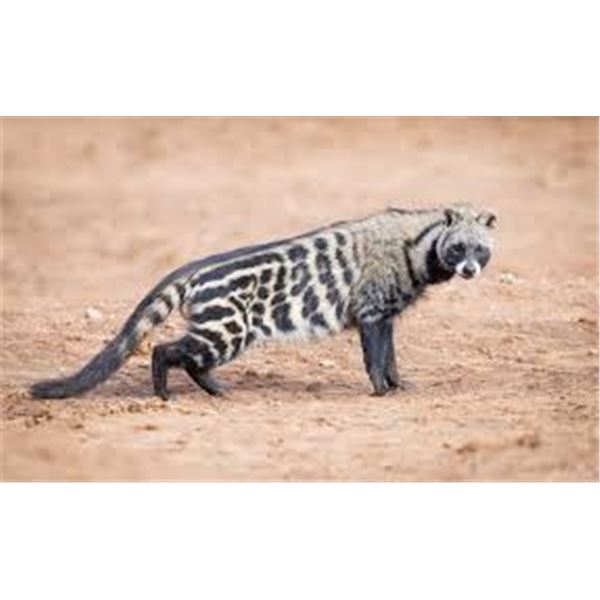 South Africa 12 Day Safari for Night Critters