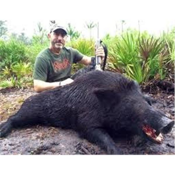 Florida Wild Hog Hunt