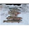 Image 2 : North Dakota –   3 Day Pike Spearing & Walleye  Fishing for 2 Anglers