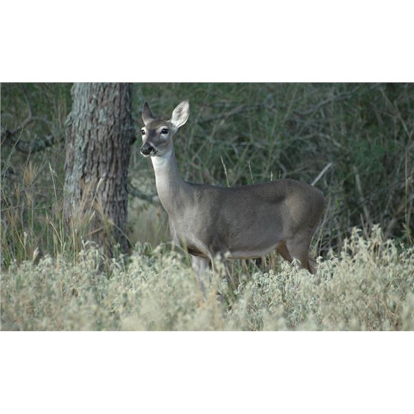 Michigan Whitetail Doe Hunt