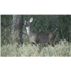 Image 1 : Michigan Whitetail Doe Hunt