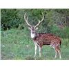 Image 1 : Texas Trophy Exotic Hunt