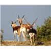 Image 2 : Texas Trophy Exotic Hunt
