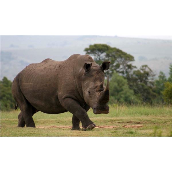 South Africa Rhino Via  Dart & Plains Game Safari