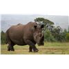 Image 1 : South Africa Rhino Via  Dart & Plains Game Safari