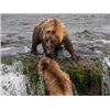 Image 12 : Alaska Sockeye Salmon Fishing Trip