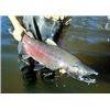 Image 1 : Alaska Sockeye Salmon Fishing Trip