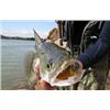 Image 2 : Alaska Sockeye Salmon Fishing Trip