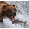 Image 3 : Alaska Sockeye Salmon Fishing Trip