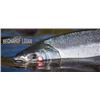 Image 7 : Alaska Sockeye Salmon Fishing Trip