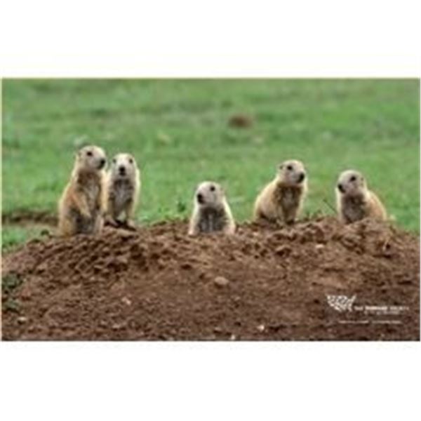 South Dakota Prairie Dog Hunt