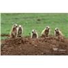 Image 1 : South Dakota Prairie Dog Hunt