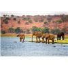 Image 10 : Botswana 9 Day Hunting / 3 day Photo Safari