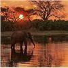 Image 13 : Botswana 9 Day Hunting / 3 day Photo Safari