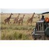 Image 14 : Botswana 9 Day Hunting / 3 day Photo Safari
