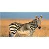 Image 2 : Botswana 9 Day Hunting / 3 day Photo Safari