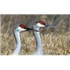 Image 2 : Texas Sandhill Crane Hunt