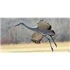 Image 7 : Texas Sandhill Crane Hunt