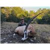 Image 5 : Texas Trophy Whitetail & Exotic Combo Hunt