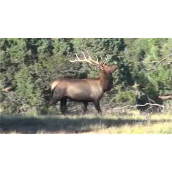 New Mexico Bull Elk Rim Rock Hunt