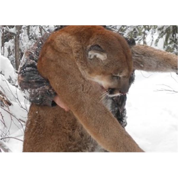 British Columbia Wolf/Lynx Combo Hunt